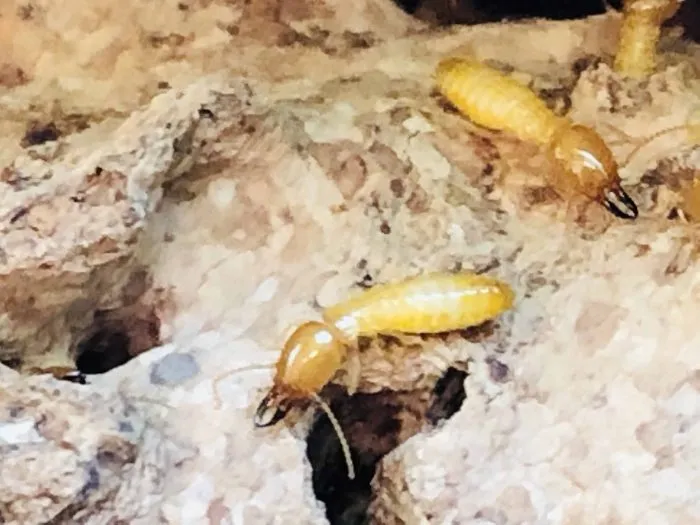 A close-up image of two yellowish-orange termites with darker heads and visible mandibles crawling on a piece of decaying, hole-ridden wood. The surface shows signs of termite damage and tunneling.