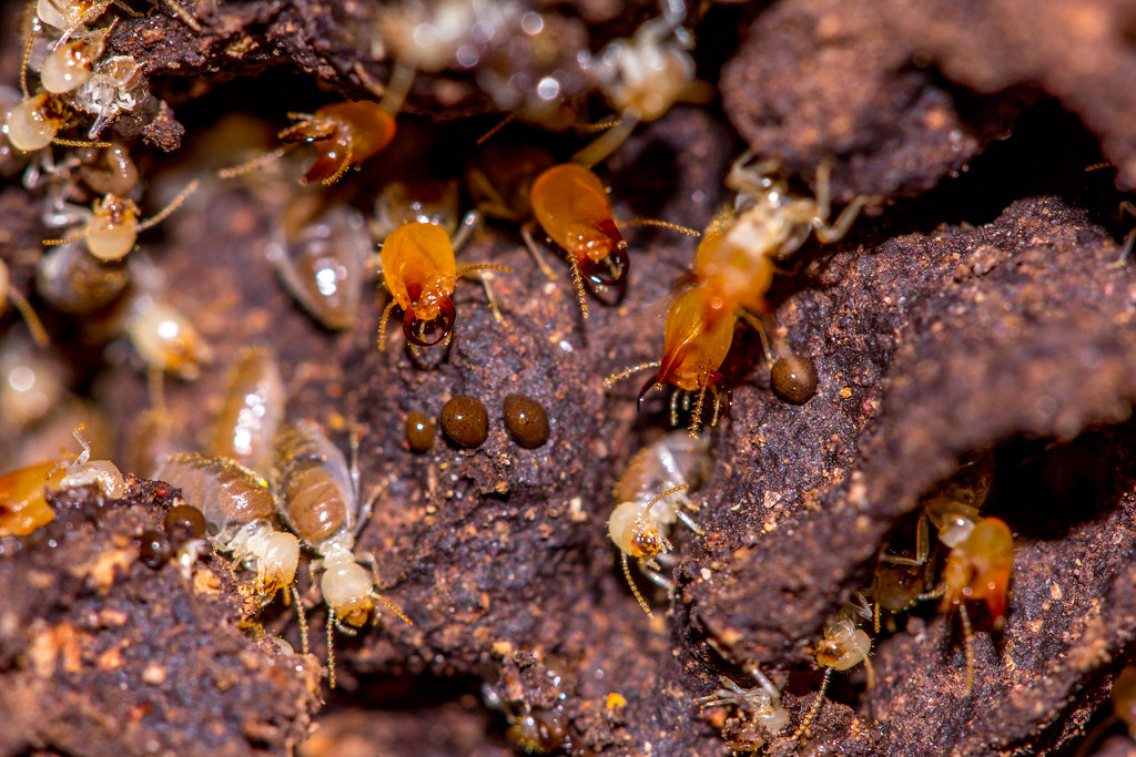 A close-up image of termites on dark, decayed wood. The scene includes a mix of soldier termites with reddish-brown heads and visible mandibles, and worker termites with pale bodies. Several small, round termite droppings (frass) are scattered on the surface, indicating active infestation.
