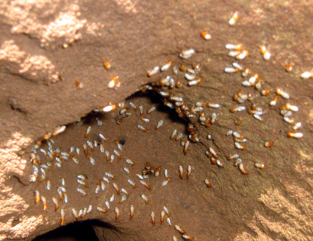 A large cluster of small termites with reddish-brown heads and pale bodies crawling along the interior of an earthen tunnel. The curved tunnel walls are smooth and brown, suggesting an active subterranean termite colony inside a mound or underground structure.