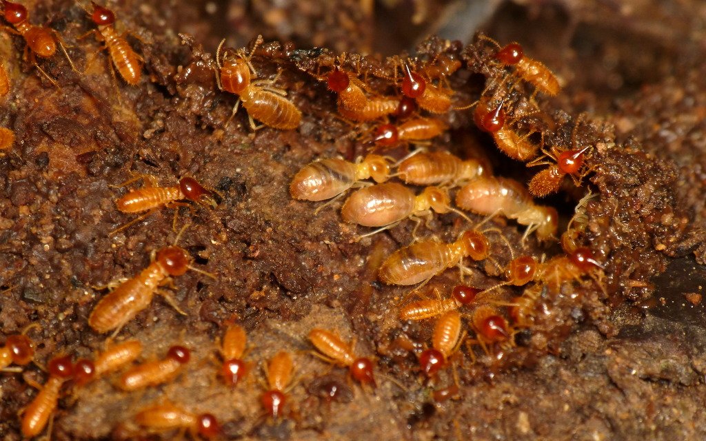 A close-up image of a dense colony of termites on a damp, decaying piece of wood. The termites have reddish-brown heads and lighter orange-brown bodies. Some appear to be soldier termites with prominent mandibles, while others are worker termites with smaller heads. The surrounding area is rich in moist soil and organic material.
