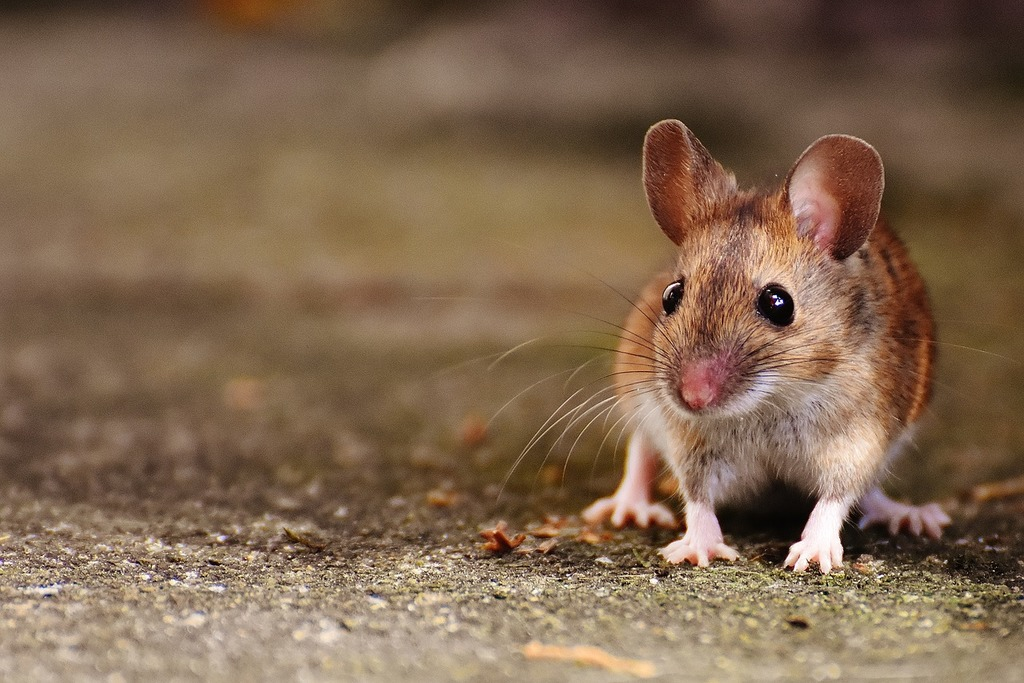 Brown mouse with large ears and white paws standing on a concrete surface, facing forward with alert posture.