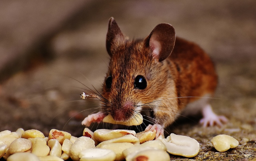 Brown mouse eating peanuts on a concrete surface, holding a peanut with its front paws and facing the camera.