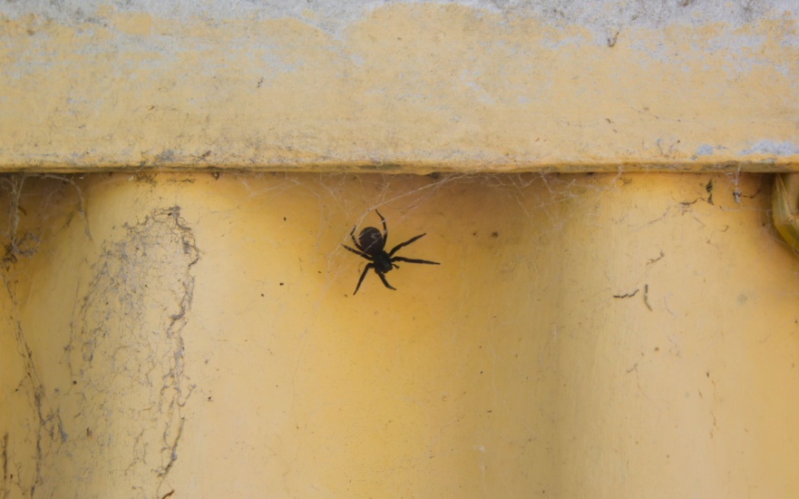 Spider Prevention Tips for Dallas Homeowners