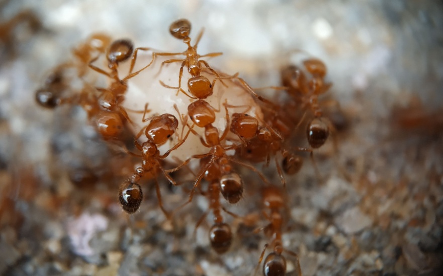 Protect Your Dallas, TX Home from Fire Ants