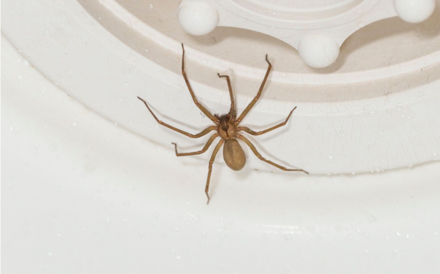 Can I Get Rid of a Spider Problem on My Own?