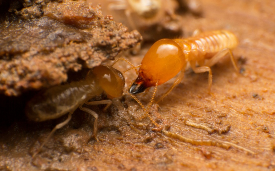 Are Termites a Common Problem in Charleston, SC?