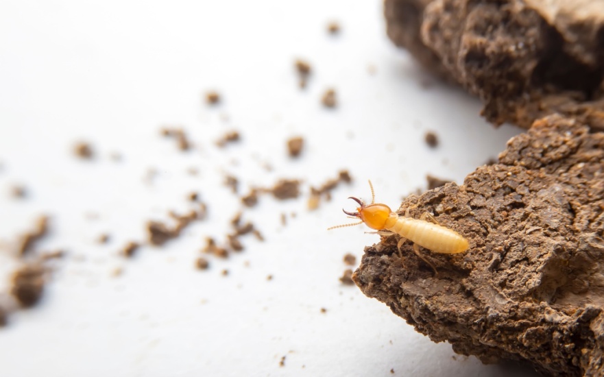 How Often Should I Have a Termite Inspection?