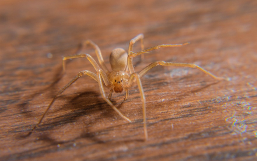 What Are the Top Signs I Have a Spider Infestation in My Home?