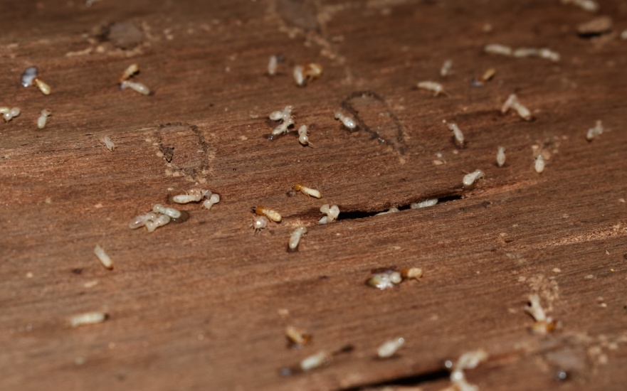 Termite Inspections in Dallas, TX