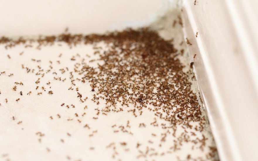 How to Know If You Have an Ant Infestation in Your Home?