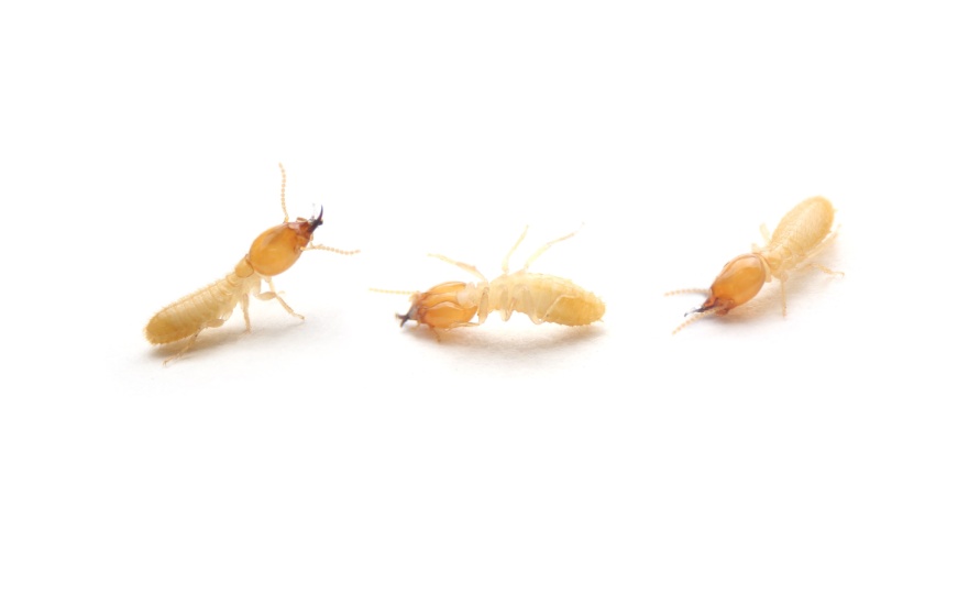 Best Termite Exterminators in Dallas, TX