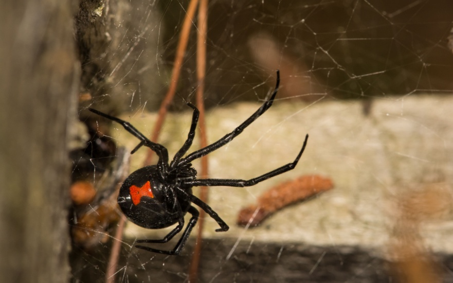 Are Spiders a Common Problem for Dallas Homeowners?