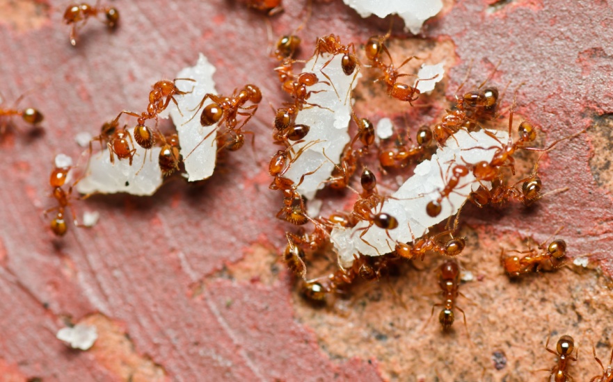 Are Fire Ants a Common Problem in Dallas, TX?