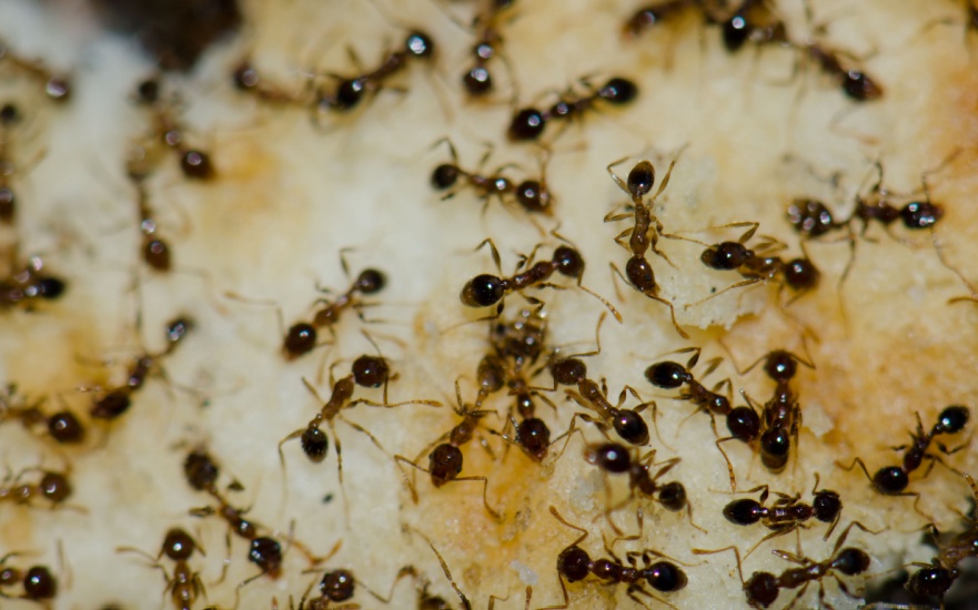 Are Ants a Problem for Homeowners in Dallas During the Fall?