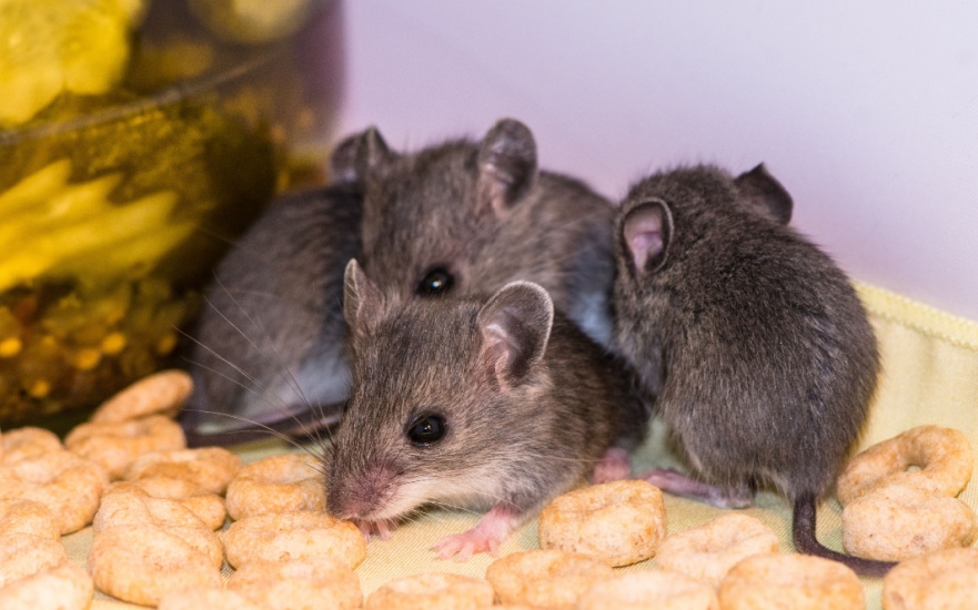 Are Mice a Common Problem in Charleston, SC?