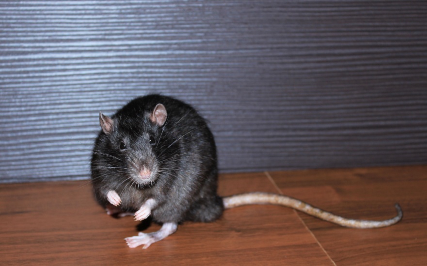 What Should I Do If I See a Rat in My Home?