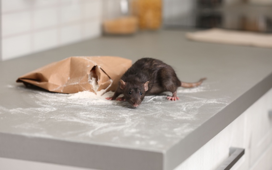 Can I Get Rid of a Mouse or Rat Problem on My Own?