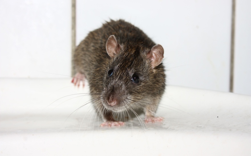 Professional Rodent Control Solutions in Dallas, TX