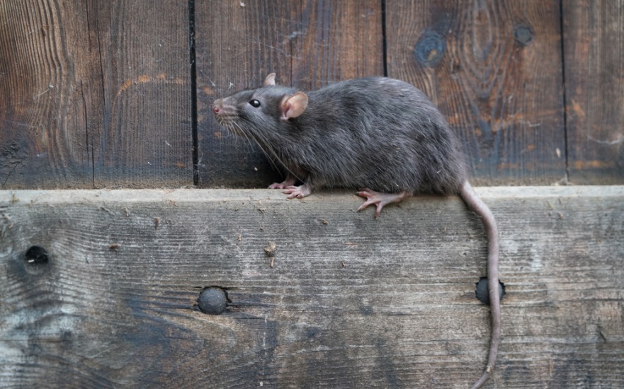 Are Rats a Problem for Dallas Homeowners?