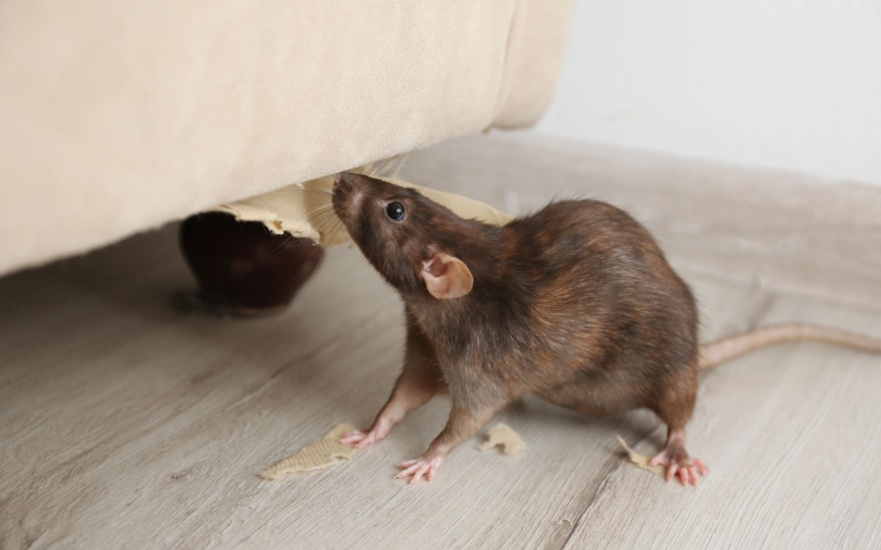 Best Rodent Exterminators in Dallas, TX