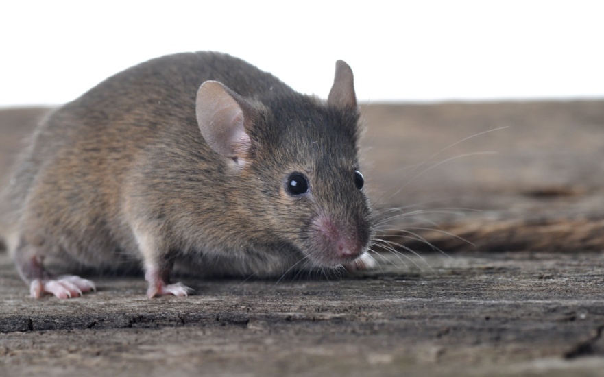 5 DIY Tips to Get Rid of a Rodent Problem