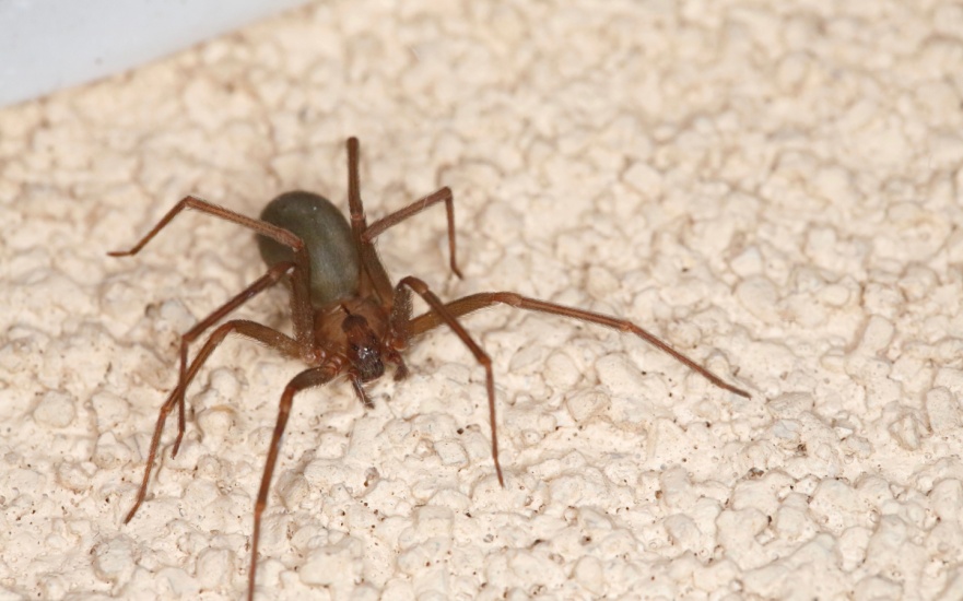 Do I Need Professional Pest Control to Get Rid of Spiders?