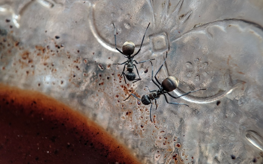 Preparing Your Dallas, TX Home for Ant Activity During the Colder Months