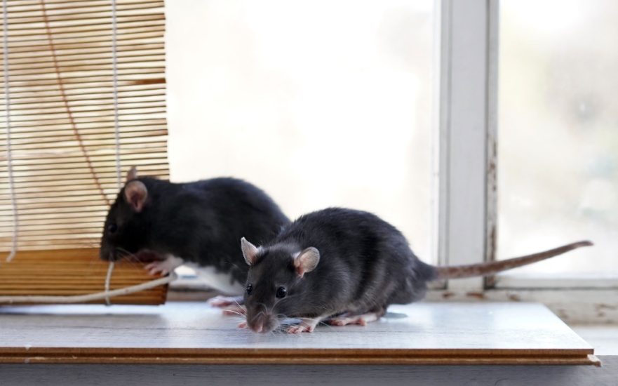 Protect Your Dallas Home from Rodents During the Colder Months