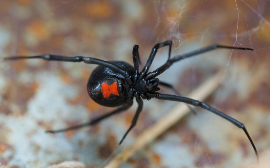 Are Black Widows Common in Charleston, SC?