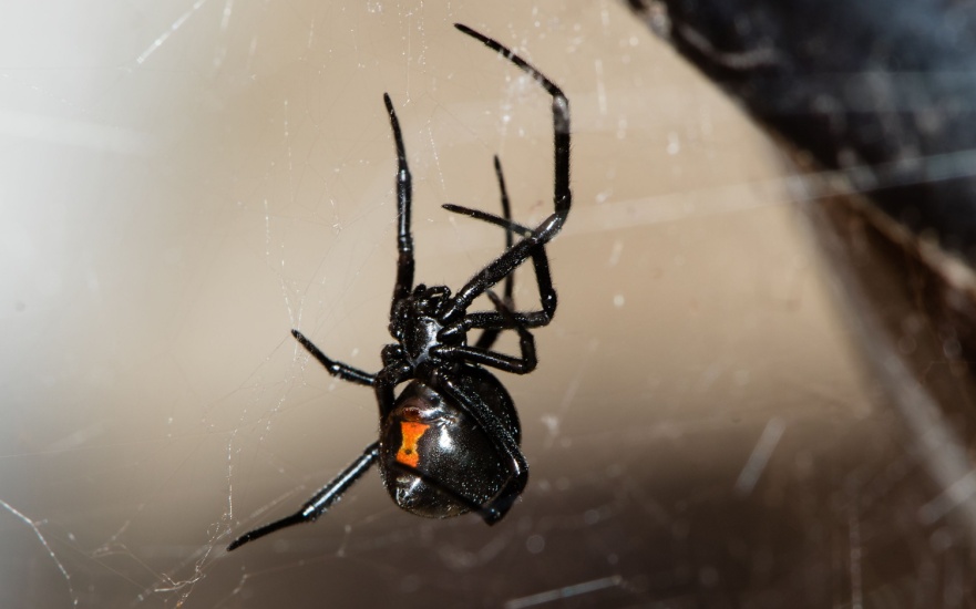 Black Widow Elimination Experts in Dallas TX