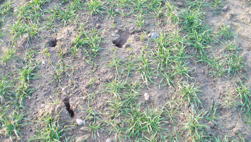 Rodent damage in a grassy field with multiple burrow holes, indicating an active rodent infestation.