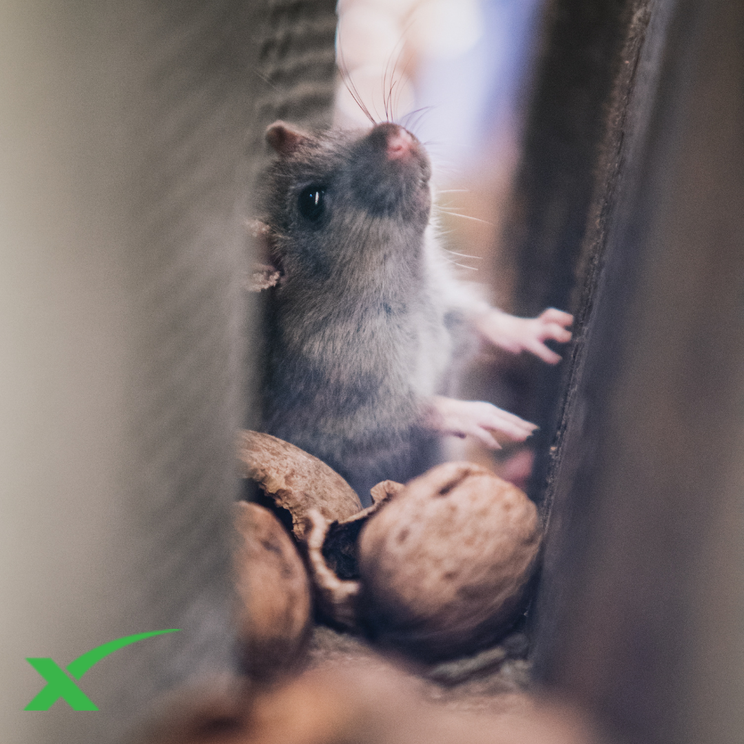 What Are the Most Common Signs of a Rodent Infestation?