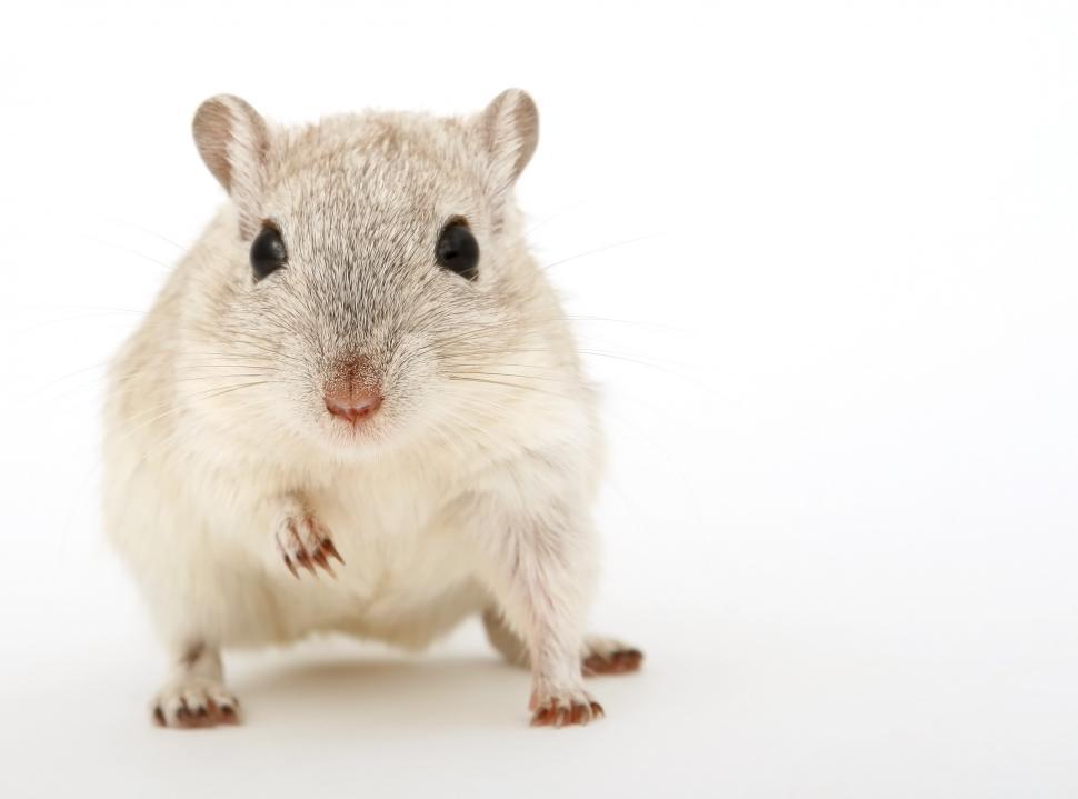 A small gray rodent on a white background, representing common pests that invade homes during winter. Learn more about rodent control in Columbia to keep your home pest-free.