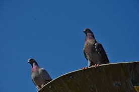 Two pigeons perched on the edge of a curved rooftop or ledge, silhouetted against a clear blue sky.