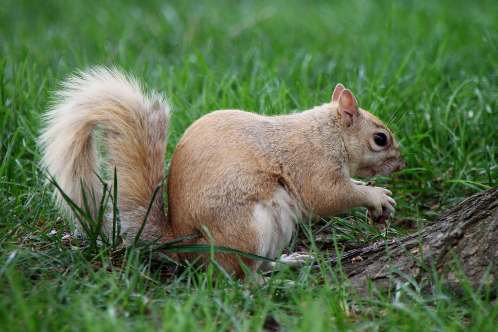 A close-up image of a light-colored squirrel sitting on green grass near a tree trunk, holding food in its front paws with its fluffy tail curled upright behind it.