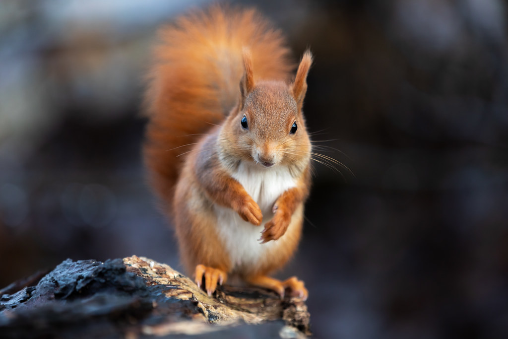 A close-up image of a red squirrel standing upright on a piece of bark, with its bushy reddish-orange tail curled behind it and a blurred dark background.