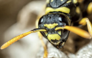 Close-up of a wasp on its nest, illustrating the need to get rid of wasps quickly and safely with professional help.