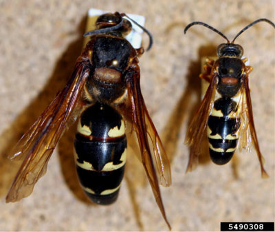 Two wasps displayed side-by-side, emphasizing the importance of identifying species to effectively get rid of wasps around your home.