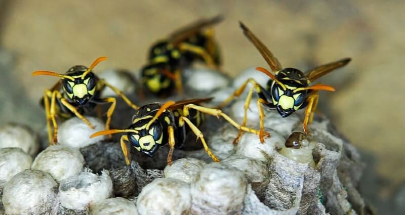 A close-up image of several yellow and black wasps crawling over their paper-like nest, which has multiple hexagonal cells.