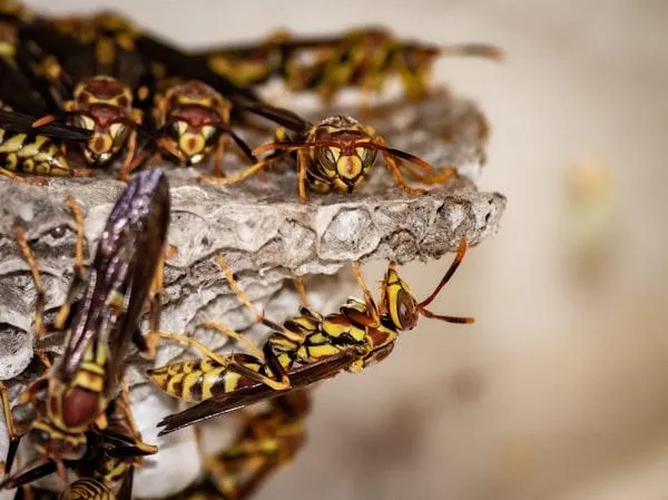 Several reddish-yellow paper wasps gather on a gray, papery nest, showing their distinct yellow markings and long wings against a neutral background.