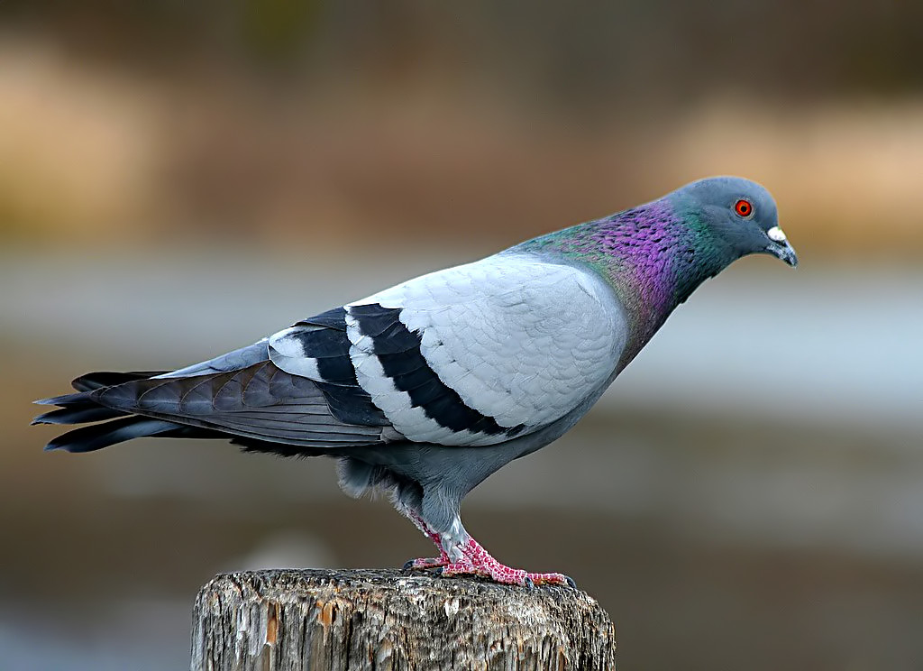 A gray pigeon with iridescent green and purple feathers on its neck is perched on a weathered wooden post, looking alert with its red eye and slightly open beak. This is a great reason of why people feel the need to get rid of pigeons.