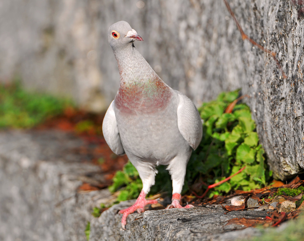 A light gray pigeon with a pinkish neck and red eyes stands on a stone ledge near green foliage, looking curiously at the camera.