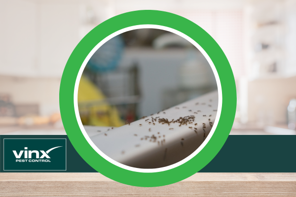 Why Do I Have Ants in My Kitchen?