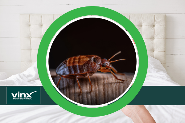 How To Get Rid of Bed Bug Infestation