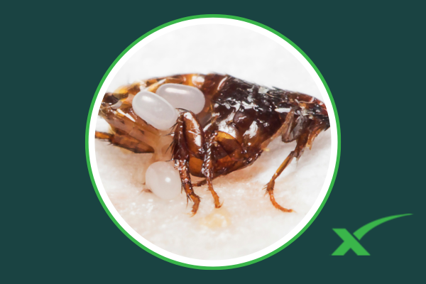 When to Call Exterminator for Fleas