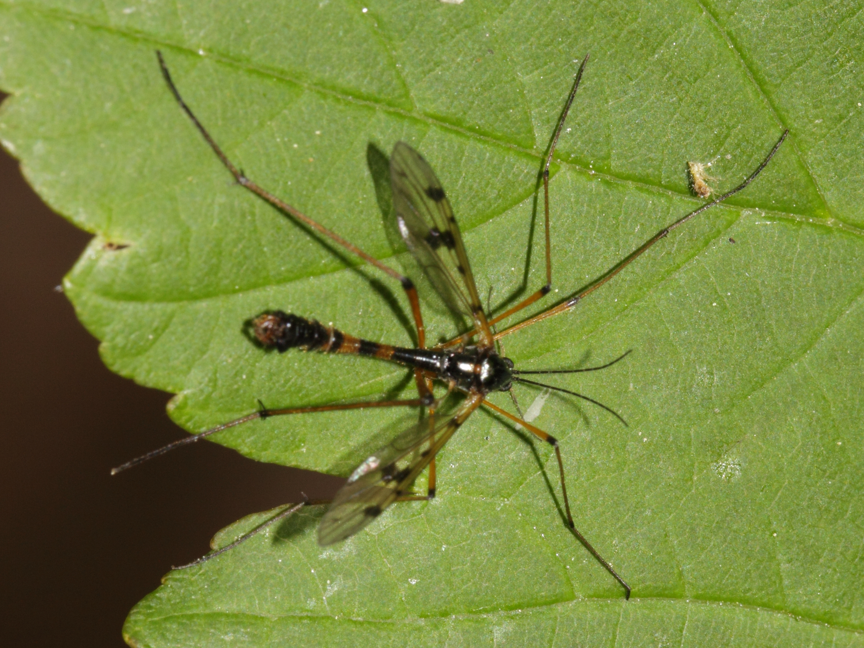 Crane Flies