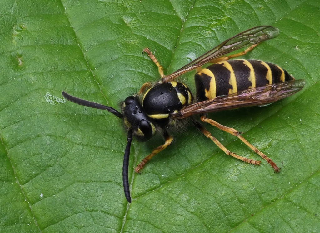 Close-up of a yellowjacket wasp with black and yellow stripes resting on a green leaf.
