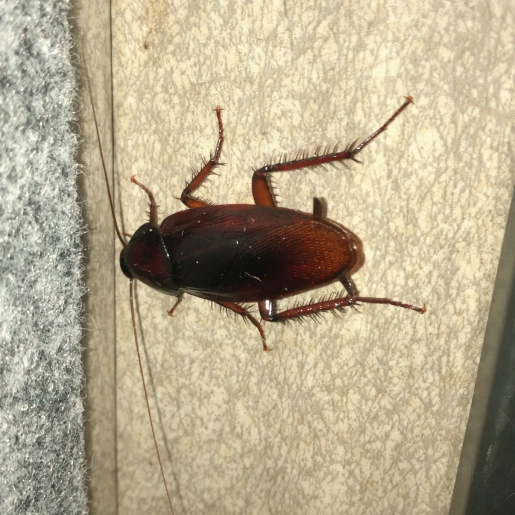 A close-up image of a dark reddish-brown cockroach on a textured indoor surface, possibly a wall or cabinet. The cockroach has long, thin antennae, six spiny legs, and a shiny, oval-shaped body. It is positioned vertically near the edge of a carpeted or fabric-covered area.