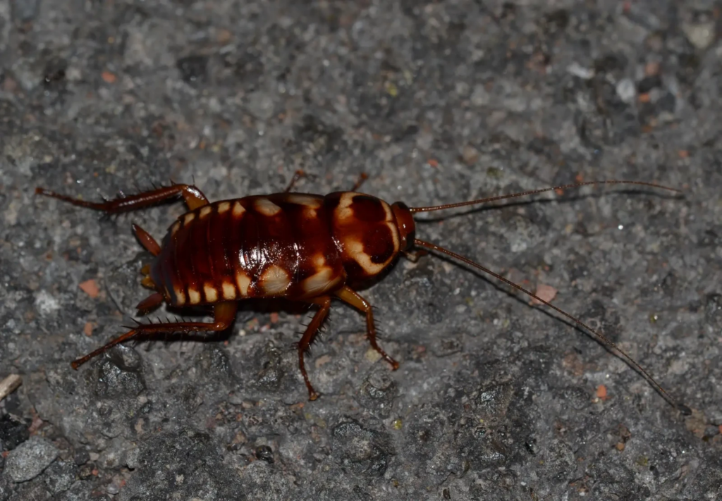 A close-up image of a cockroach on a rough, dark surface. The cockroach has a shiny, reddish-brown body with distinctive pale yellow or cream-colored bands across its back and sides. Its long antennae extend forward, and its spiny legs are spread out as it moves across the ground.