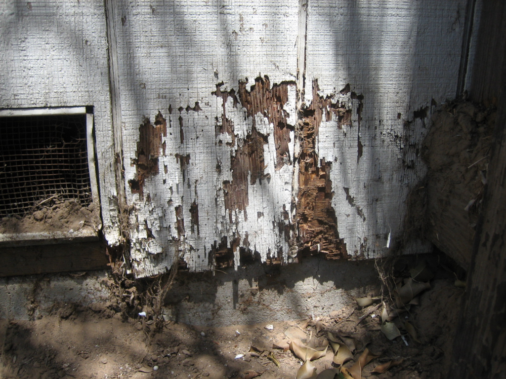 A close-up image of the base of a wooden exterior wall with severe termite damage. The white paint is peeling, and large sections of wood are missing or rotting, exposing the underlying layers. Dirt and debris are gathered at the foundation, and a nearby vent is partially covered by soil.